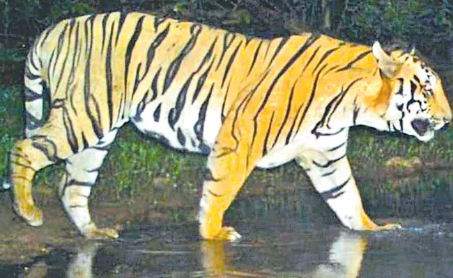 Male Tigers Coming From Maharashtra To Adilabad For Partner - Sakshi