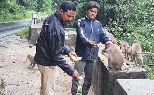 Rajampet: Temple Prasad Bananas, Coconuts Feed to Monkeys - Sakshi