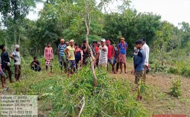 FRO Srinivas Rao Last Photo Talking With Guthi Koya Tribe Goes Viral - Sakshi