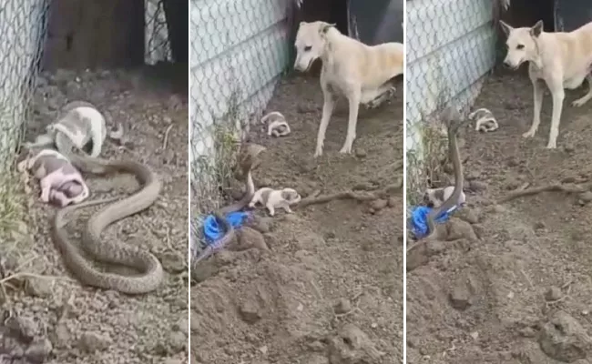 3 Puppies Killed By Snake In Vikarabad District Video Goes Viral - Sakshi