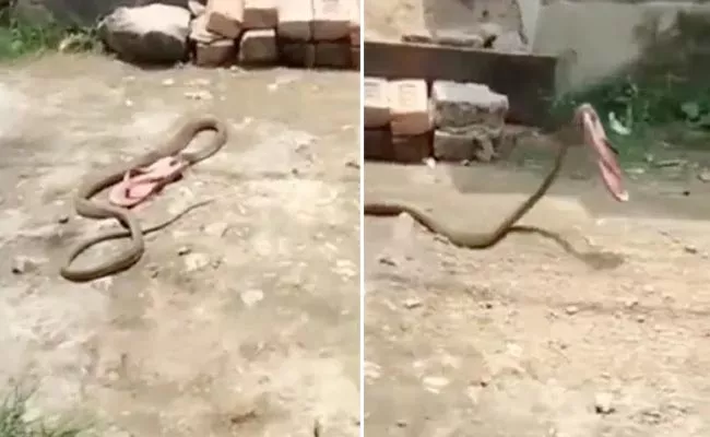 Snake Slithering Away With Slipper Video Viral In Social Media - Sakshi