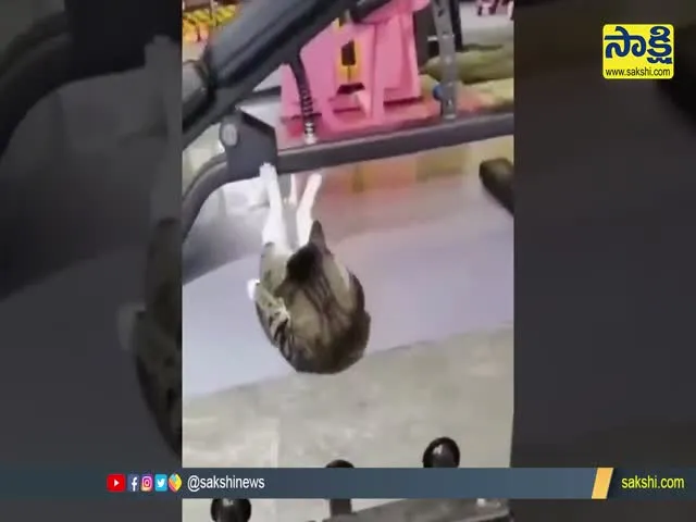 Viral Video: Cat Workouts In Gym