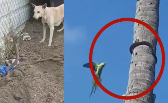 Parrots Fight With Snakes And Saved Their Lives At Penukonda - Sakshi