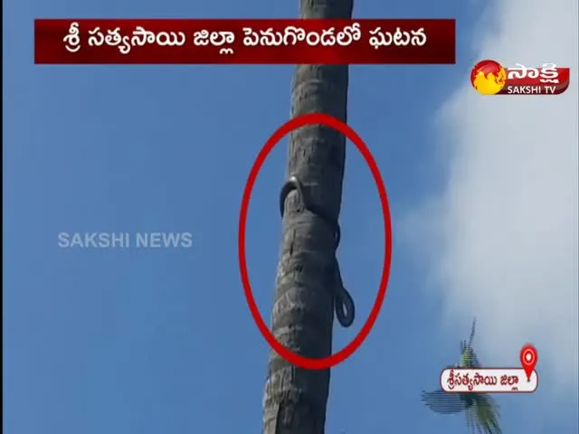 Parrots Attacked On Snake At Penugonda In Satya Sai Distict