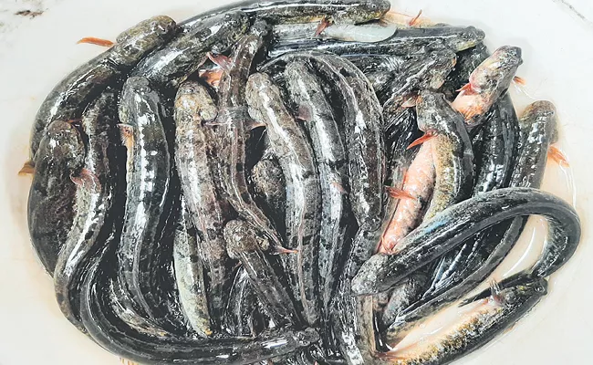 Special Ramalu fish endangered on Godari coast Andhra Pradesh - Sakshi