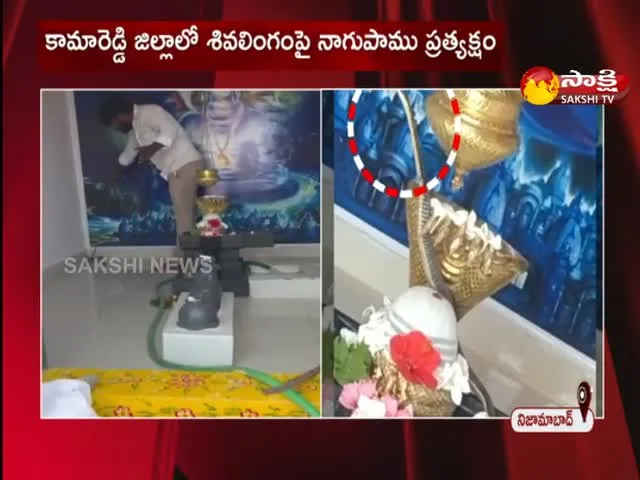 Sneak Spotted In Shiva Temple In Kamareddy District