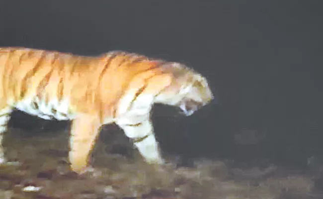 Tiger Spotted In Adilabad District - Sakshi