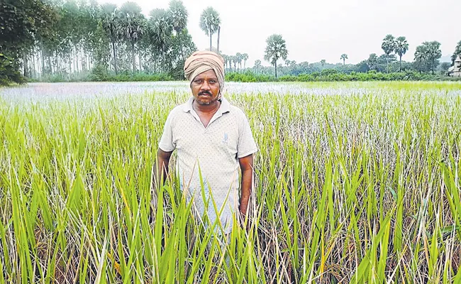 Food crops in forests by tribals in Andhra Pradesh - Sakshi