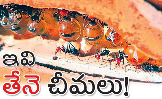 Honeypot Ants The Worlds Only Honey Producing Ants - Sakshi