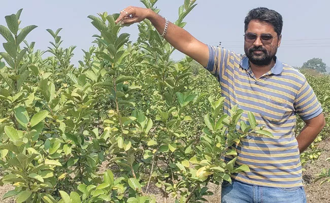 Adilabad District: Techie Leaves Job to Turn Guava Farmer, Earns Lakhs - Sakshi