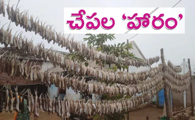 Adilabad District: Drying Fishes Looks Like Garland of Fish - Sakshi