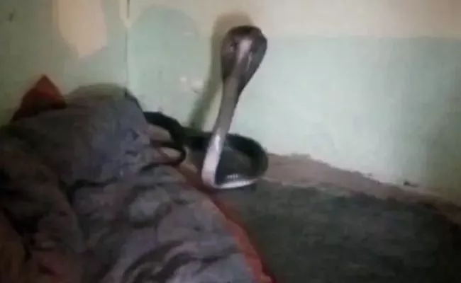 Snake Cobra Hiding Inside Blanket At Madhya Pradesh Sironja - Sakshi