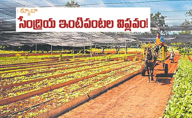 Organoponicos: Cuban Organic Farming Revolution, Progress in Urban Agriculture  - Sakshi