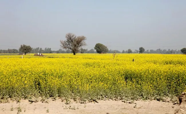 Supreme Court orders status quo on environmental release of GM mustard - Sakshi