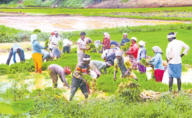 Andhra Pradesh Govt Focus on pulses and small grains with Farmers - Sakshi