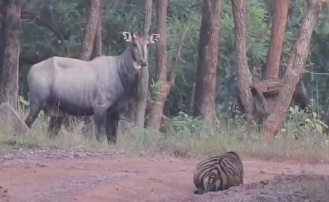 Tiger Hide And Seek With Nilgai Video Viral On Social Media - Sakshi