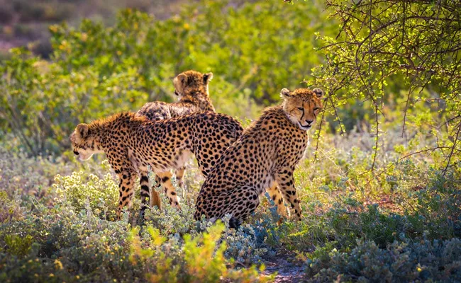 PM Modi delighted over release of 2 cheetahs in Kuno National Park big enclosure - Sakshi