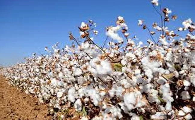 Cotton Prices Are Decreasing in Telangana - Sakshi