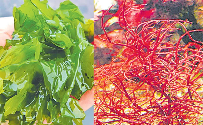 Sagubadi: Organic Seaweed Amazing Health Benefits Protein Food - Sakshi