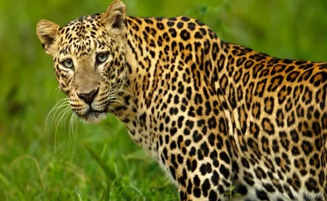 DFO Warns Of Movement Of Leopards In Nizamabad District - Sakshi