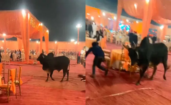 Viral Video: Bull Gatecrashing A Wedding Venue Goes Viral  - Sakshi