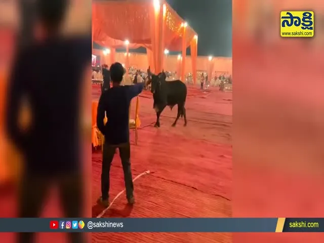 Bull Gatecrashing A Wedding Venue Video Goes Viral