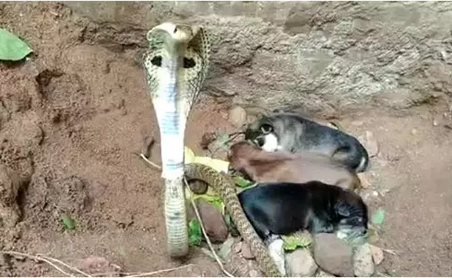 The snake protected the puppies In kaduluru, photos viral - Sakshi