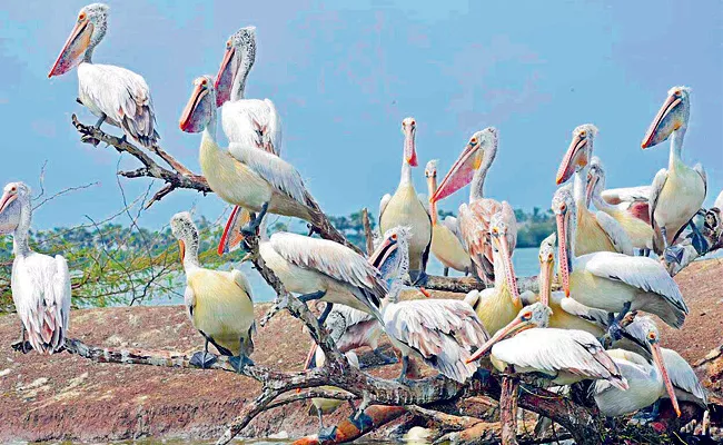 Migratory Birds In Kolleru Lake - Sakshi