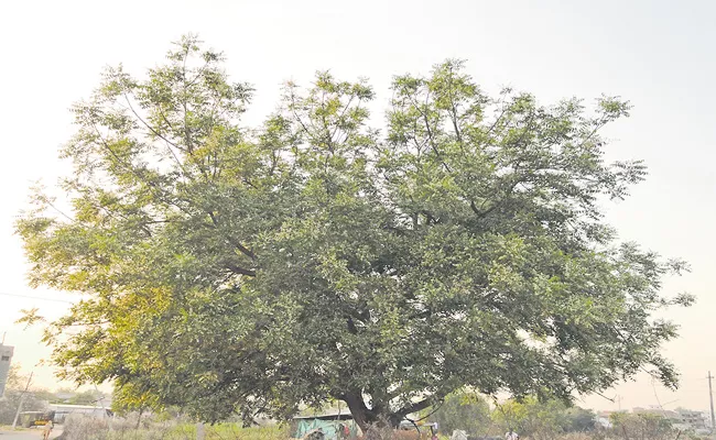 Neem Trees Under Threat Due Disease In Telangana - Sakshi