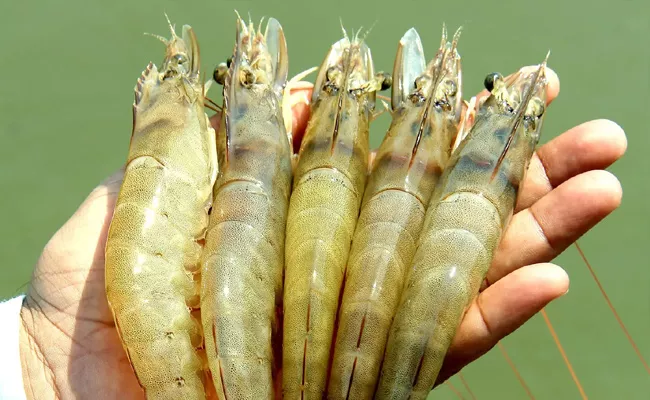 AP Has The Highest Rates Prawns Purchase In The Country - Sakshi