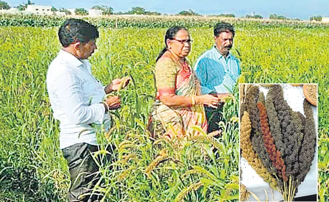 Growing Popularity of Millets In Combined Kurnool District - Sakshi