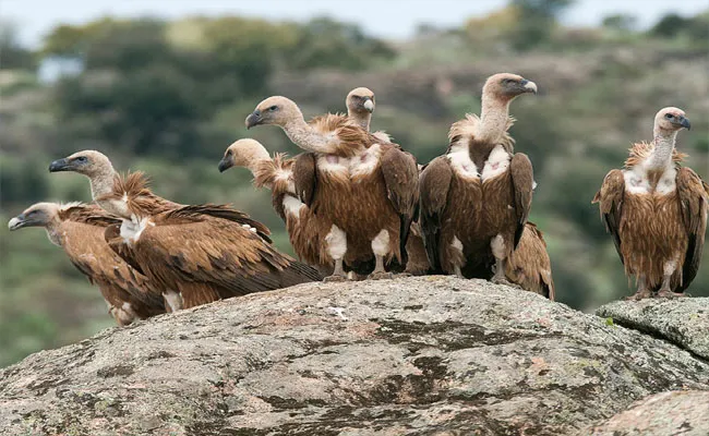 Hawk Vultures Fight For Survival In Telangana - Sakshi