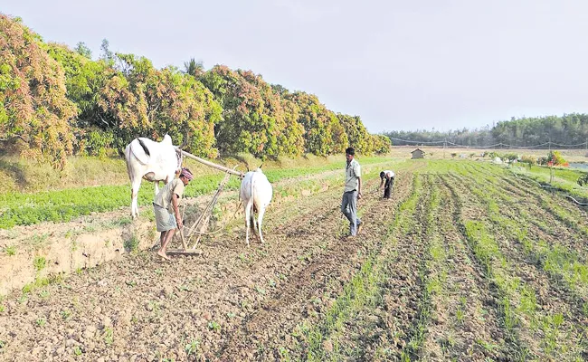 Andhra Pradesh Govt Support To Natural cultivation - Sakshi