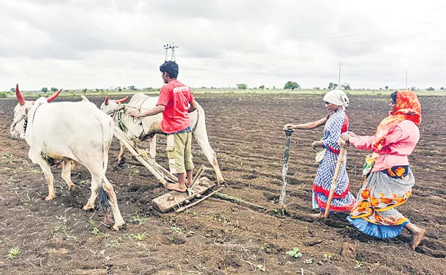 Rabi cultivation in Andhra Pradesh as grand - Sakshi