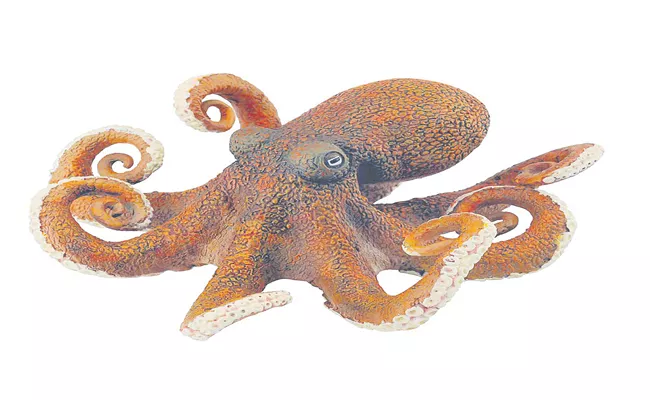 The Octopus Intelligence Like Human - Sakshi