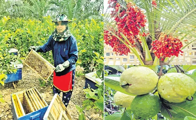 Bee keeping along with date palm as intercrop in guava plantation at Nereducherla - Sakshi