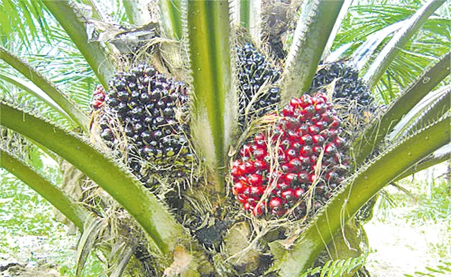 Telangana To Cultivate Oil Palm In 20 Lakh Acres - Sakshi