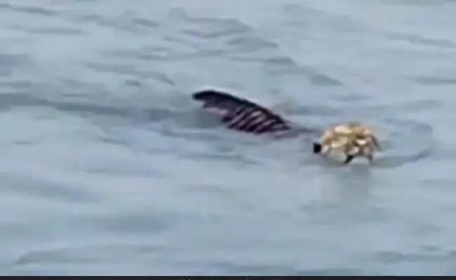 Royal Bengal Tiger Swimming Across River Brahmaputra - Sakshi