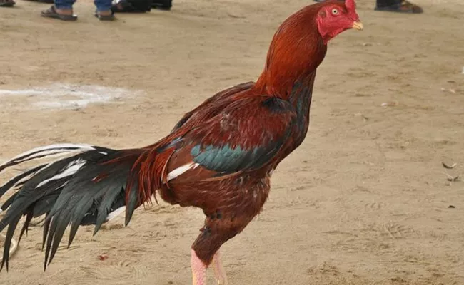 Pandemkollu Getting Ready for Sankranti Festival at Machilipatnam - Sakshi