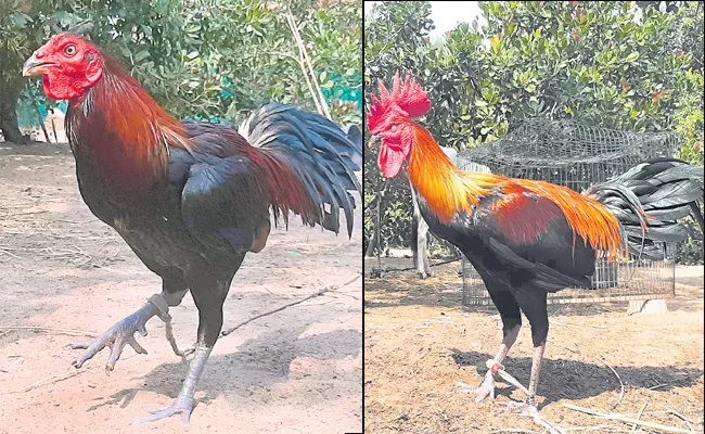 Cocks being trained for Sankranti celebrations in Andhra Pradesh - Sakshi