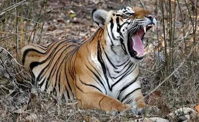 Tiger Kills Man While Drinking Uttarakhand Rishikesh Forest - Sakshi