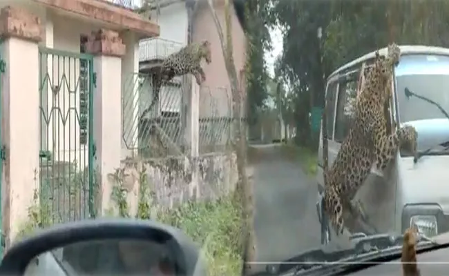 People Injured Including Forest Staff In Leopard Attack At Assam Jorhat - Sakshi