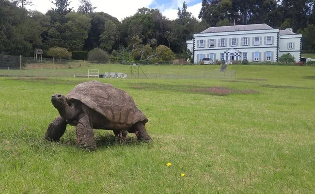 Meet Worlds Oldest Tortoise Jonathan At St Helena - Sakshi