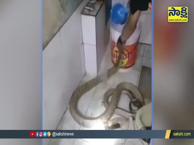 Man Fearlessly Washed The Snakes Body Video Goes Viral