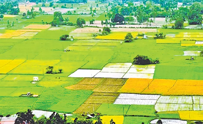 Telangana:Agricultural Experts Says Cinna Kamatalu Rising - Sakshi