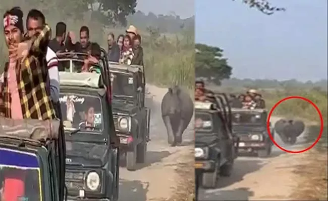 Rhino Chases Convoy Of Safari Jeeps In Kaziranga National Park - Sakshi