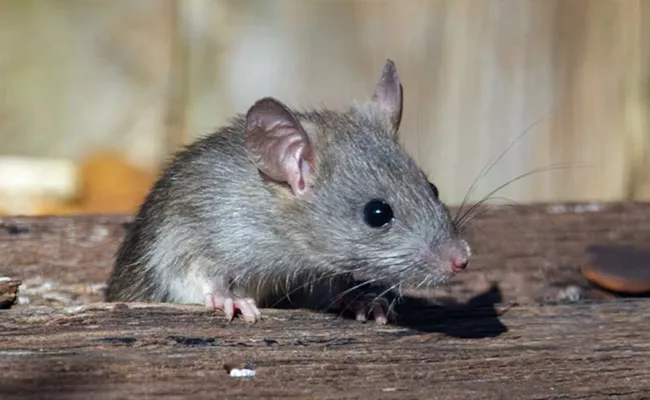 New York Is Looking For Rat Killing Experts - Sakshi