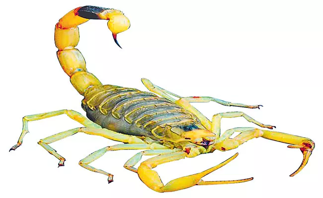 Lets Know The Deathstalker Scorpion Venom - Sakshi