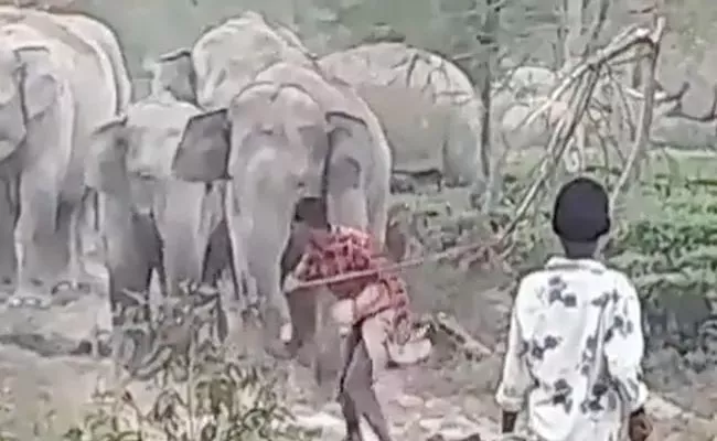 Elephant Chases Boy After He Hits It With A Stick - Sakshi