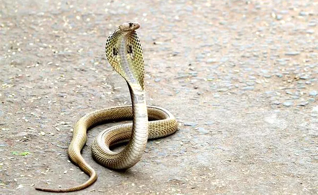 Five Vehicle Pile Up In Karnataka Trying To Save Snake - Sakshi